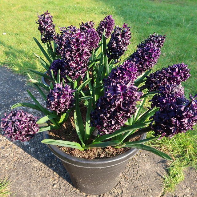 The purple-black flowers of Hyacinth Midnight Mystic® in a sunny area, looking more of a plum colour