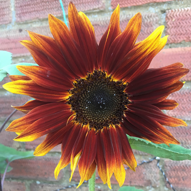 A green-stemmed Black Magic sunflower whose petals are red with yellow tips